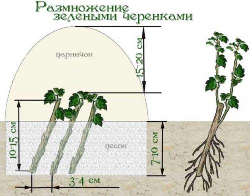 Размножение смородины и крыжовника черенками. Черенкованием