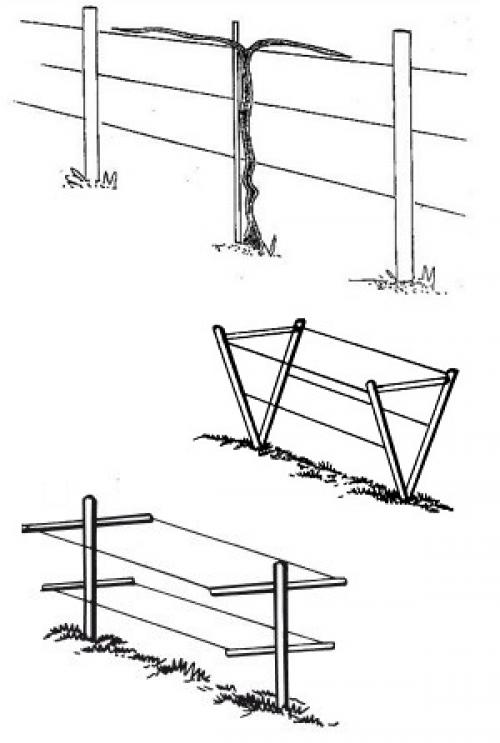 Посадка винограда на шпалеру. Какой подходит тип конструкции, учитывая особенности сорта?
