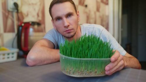 Микрозелень, как вырастить. Микрозелень пшеницы от всех болезней: как вырастить и употреблять