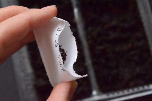 Как вырастить микрозелень гороха. Как вырастить микрозелень в домашних условиях