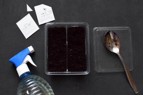 Как вырастить микрозелень гороха. Как вырастить микрозелень в домашних условиях