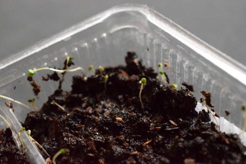 Как вырастить микрозелень гороха. Как вырастить микрозелень в домашних условиях