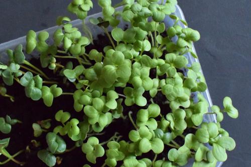 Как вырастить микрозелень гороха. Как вырастить микрозелень в домашних условиях