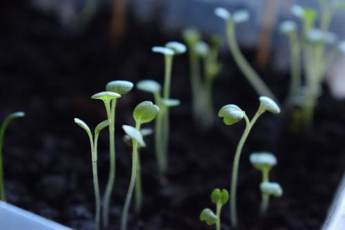 Как вырастить микрозелень гороха. Как вырастить микрозелень в домашних условиях