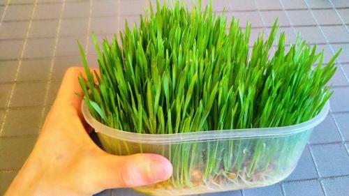 Микрозелень, как вырастить. Микрозелень пшеницы от всех болезней: как вырастить и употреблять