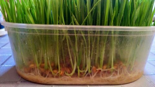 Микрозелень, как вырастить. Микрозелень пшеницы от всех болезней: как вырастить и употреблять