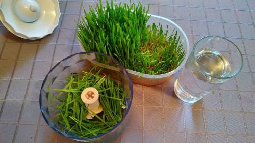 Микрозелень, как вырастить. Микрозелень пшеницы от всех болезней: как вырастить и употреблять