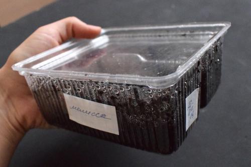 Как вырастить микрозелень гороха. Как вырастить микрозелень в домашних условиях