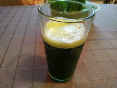 Микрозелень, как вырастить. Микрозелень пшеницы от всех болезней: как вырастить и употреблять