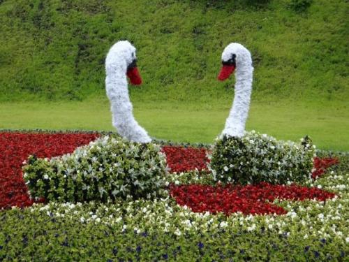 Цветочные лебеди 01