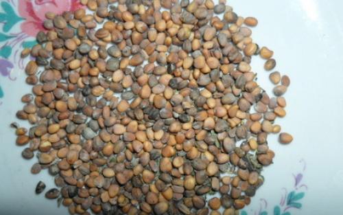 Когда нужно выращивать редис для получения корнеплода. Как вырастить редиску, чтобы получить от нее семена?