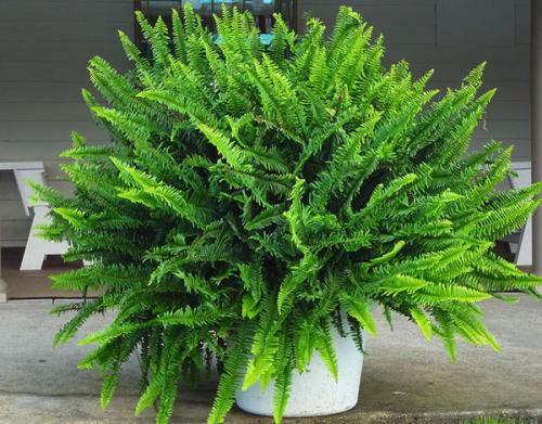 Тенелюбивые теневыносливые светолюбивые растения. Поклонники тени и их таланты 01