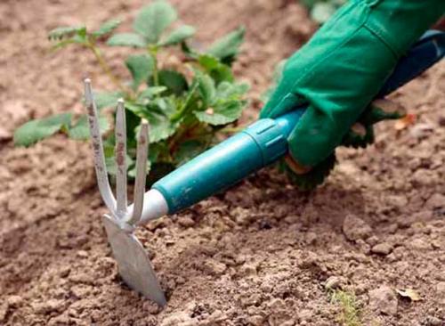 Как подготовить клубнику к зиме в сибири. Утепляем клубнику на зиму