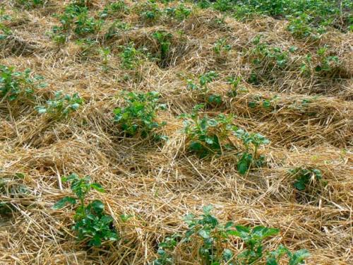 Как подготовить клубнику к зиме в сибири. Утепляем клубнику на зиму