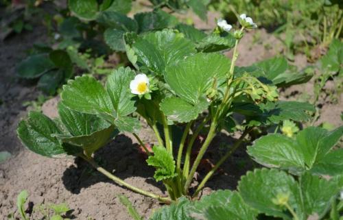 Как подготовить ремонтантную клубнику к зиме