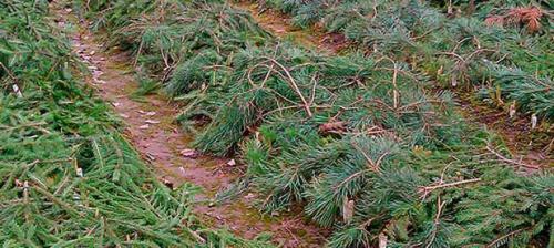 Как подготовить клубнику к зиме в сибири. Утепляем клубнику на зиму