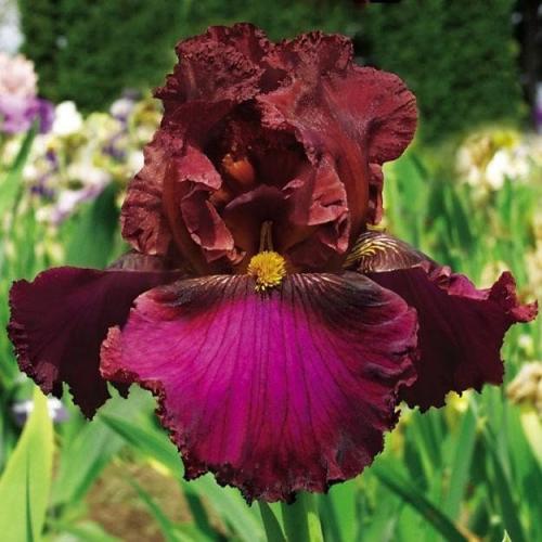 Красавцы - ирисы 02