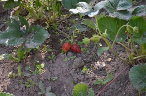 Как подготовить ремонтантную клубнику к зиме