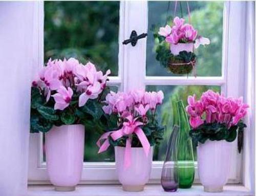 Тенелюбивые теневыносливые светолюбивые растения. Поклонники тени и их таланты 16