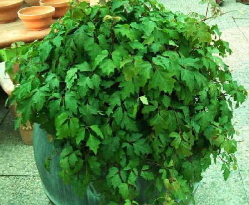 Тенелюбивые теневыносливые светолюбивые растения. Поклонники тени и их таланты 04