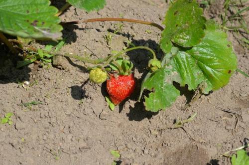 Как подготовить ремонтантную клубнику к зиме