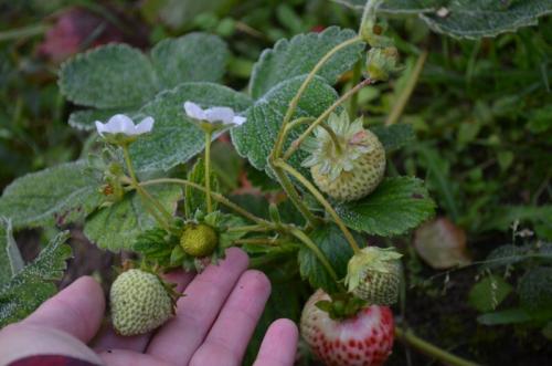 Как подготовить ремонтантную клубнику к зиме