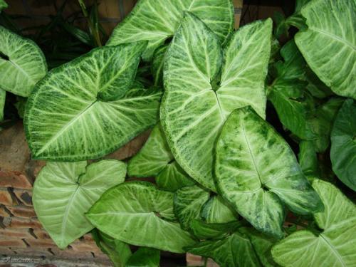 Тенелюбивые теневыносливые светолюбивые растения. Поклонники тени и их таланты 06