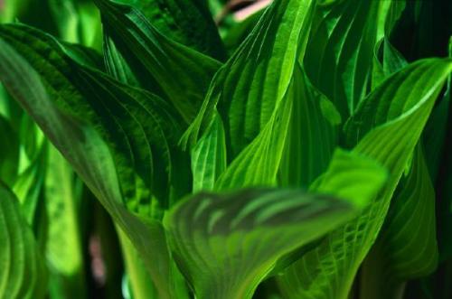 Тенелюбивые теневыносливые светолюбивые растения. Поклонники тени и их таланты 13