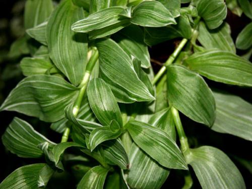 Тенелюбивые теневыносливые светолюбивые растения. Поклонники тени и их таланты 03