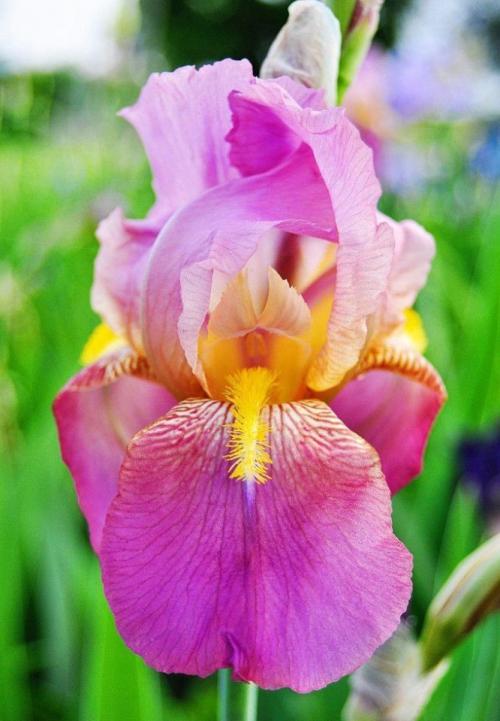 Красавцы - ирисы 03