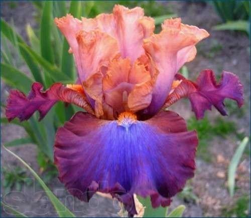 Красавцы - ирисы 05