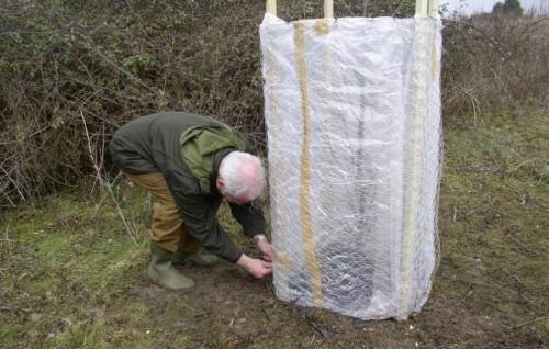 Укрытие персика на зиму в средней полосе. Сроки и методы укрытия