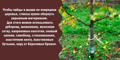 Осенняя обрезка яблони на зиму. Подготовка яблони к зиме – уход и подкормка