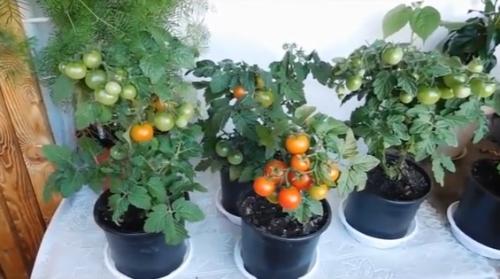 Как вырастить дома помидоры. Какие томаты можно выращивать на подоконнике