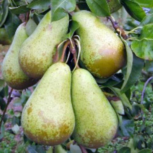 Как посадить грушу конференция. Груша Конференция: описание сорта и фото