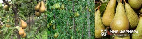 Как посадить грушу конференция. Груша Конференция: описание сорта и фото