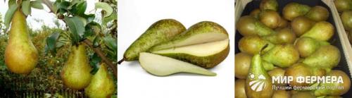 Как посадить грушу конференция. Груша Конференция: описание сорта и фото