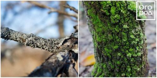 Лишайник на дереве, как бороться. Как избавиться от мха и лишайников на плодовых деревьях?