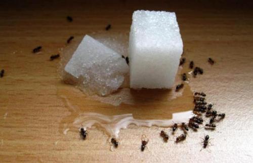 Как найти матку муравьев в квартире. Образ жизни 18