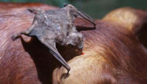 Летучая мышь вампир. Летучие мыши-вампиры: Мрачный секрет успеха