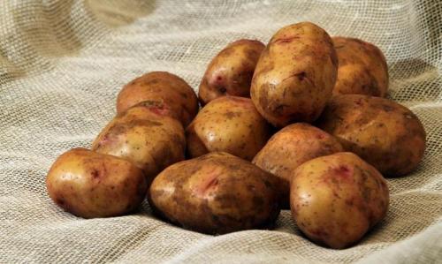 Сорт картофеля киевский свитанок. Картофель «Свитанок киевский»: один из лучших для климатических условий России