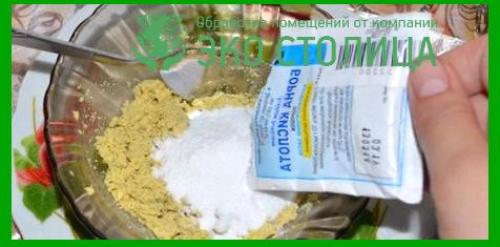 Как найти матку муравьев в квартире. Образ жизни 11