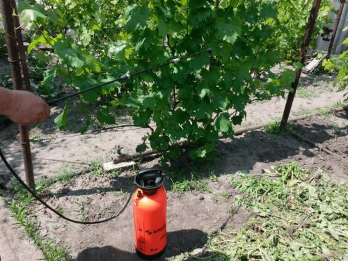 Почему не вызревает виноград. Почему виноград не зреет 07