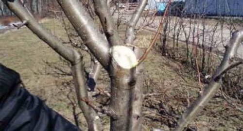 Формирование кроны у яблони. Самые распространённые ошибки при обрезании 06