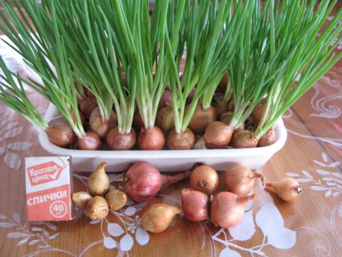 Как хранить лук семейку. Семейный лук: сочная нежная зелень летом и вкусная репка зимой. Берем на вооружение!