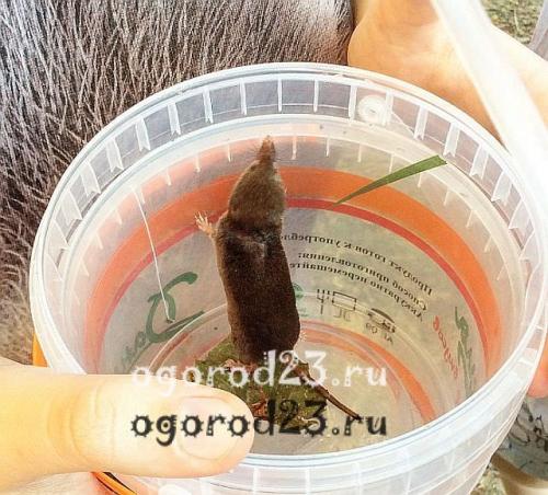 Землеройка, что ест. Кто такая землеройка?