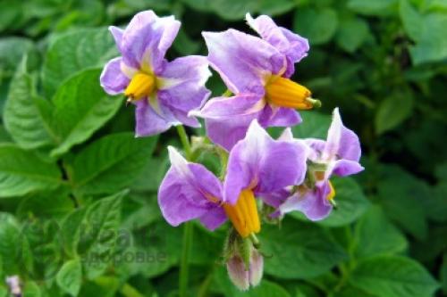 Где в России выращивают картофель. Предыстория Как появился 01 Где в России выращивают картофель. Предыстория Как появился 01