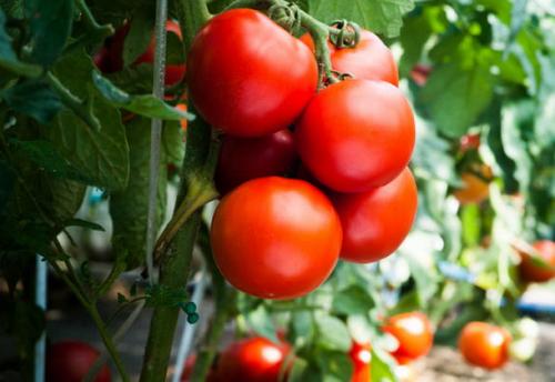 Как выращивать помидоры в теплице, секреты садоводов