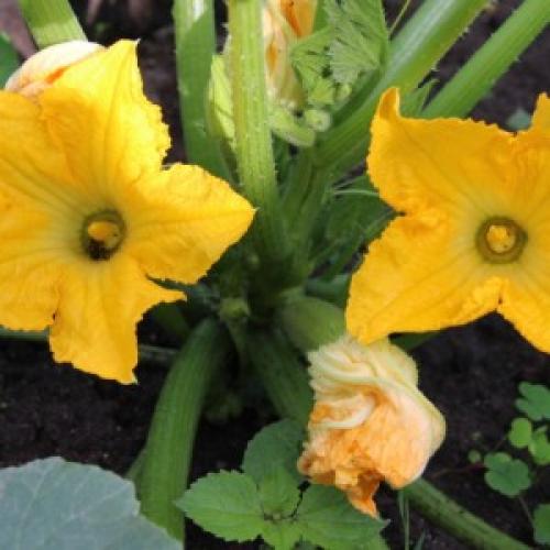 Как убрать горечь из кабачковой икры. Как убрать уже имеющуюся горечь?