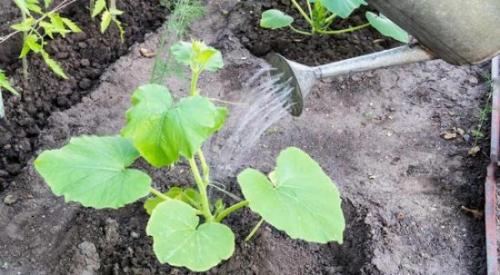 Почему кабачки растут горькими. Почему кабачки вырастают горькими, способы решения проблемы